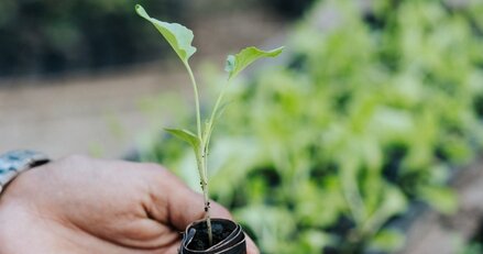Organic Fertiliser